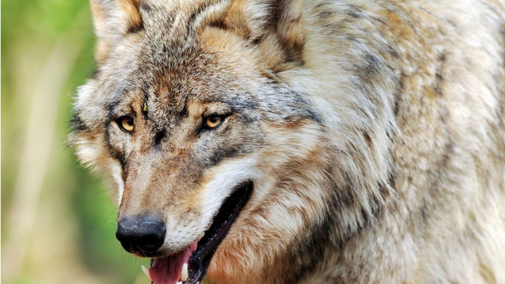 Nach Vorfall in Sersheim: Wolf hat auch im Enzkreis ein Reh gerissen