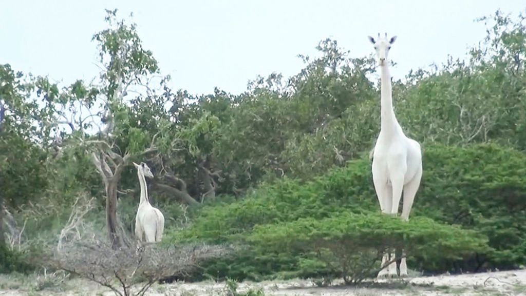  In der Wildnis Kenias fotografierten im Jahr 2017 Passanten zwei seltene weiße Giraffen. Nachdem die beiden Tiere seit geraumer Zeit nicht mehr gesichtet worden waren, wurden nun die Skelette der außergewöhnlichen Tiere gefunden. 