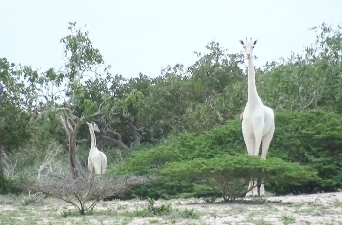 Seltene weiße Giraffe und ihr Junges in Kenia tot aufgefunden