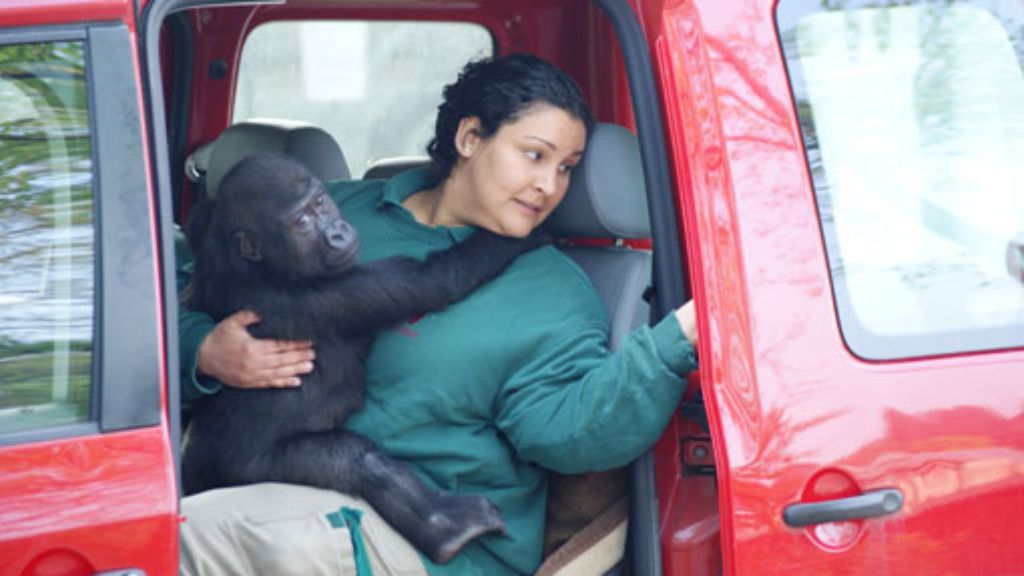 Affenhaus in der Wilhelma: Die Gorilla-Kinder ziehen mit dem Auto um