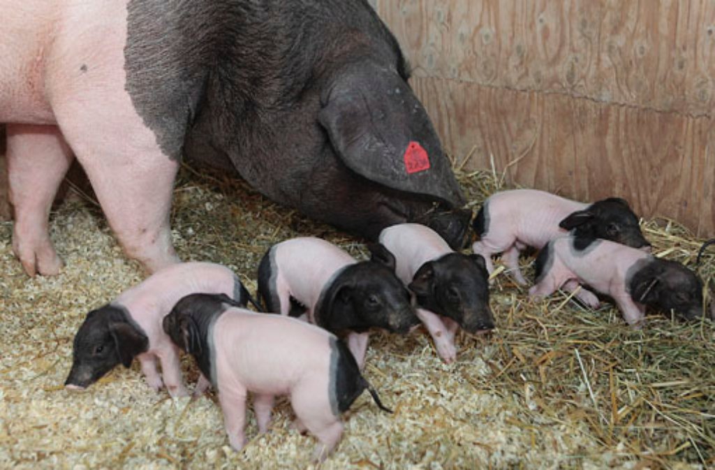 Nachwuchs auf dem Schaubauernhof: Die Wilhelma begrüßt sechs Ferkel des Schwäbisch-Hällischen Schweins.
