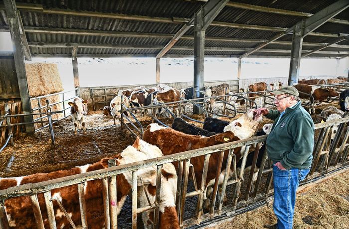 Silvester in Erdmannhausen: Herde in Panik – drei Tiere müssen sterben