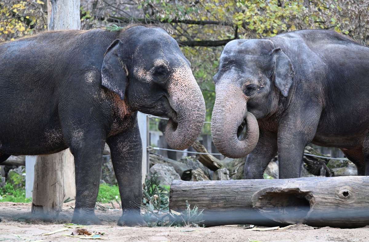 Elefanten leben seit 1952 im zoologisch-botanischen Garten von Stuttgart. Der Rüsselträger ist auch Wappentier der Wilhelma.