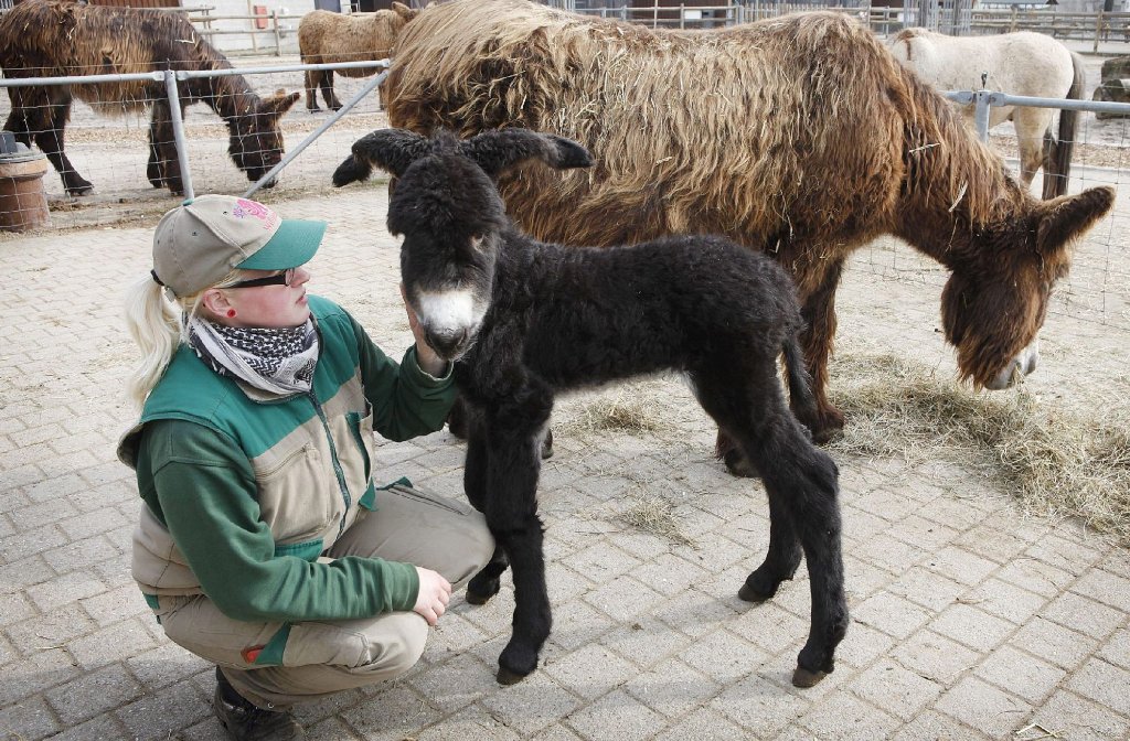 ... auch Tierpfleger. Es ist das 21. Fohlen, das in der Wilhelma geboren wurde, seine Mutter ist die mittlerweile 18-jährige Stute Hamrah. Insgesamt ...