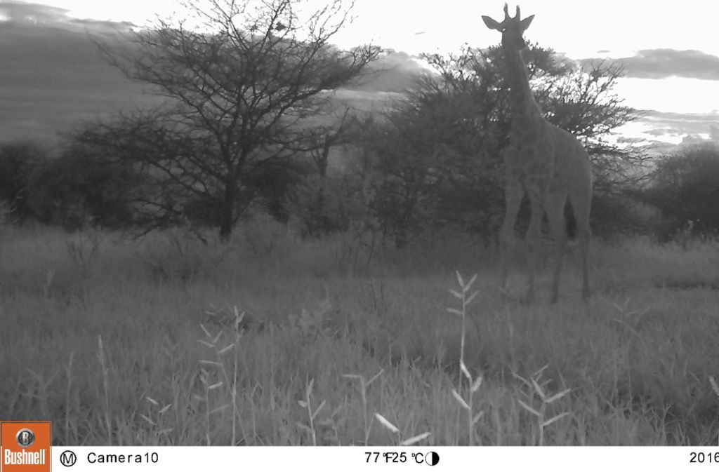 Die Kameras können auch bei Nacht Bilder aufnehmen. Diese Giraffe blieb also nicht unbemerkt.