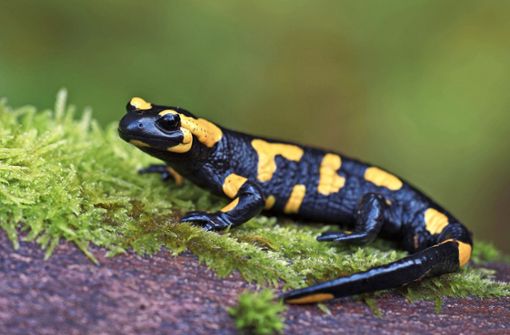 Wenn man einen Salamander betrachtet, habe man das Gefühl, er grinse einen an, findet die Naturschützerin Inge Bernt, die die Tierchen zählt und schützt. Foto: imago /Rainer Hunold