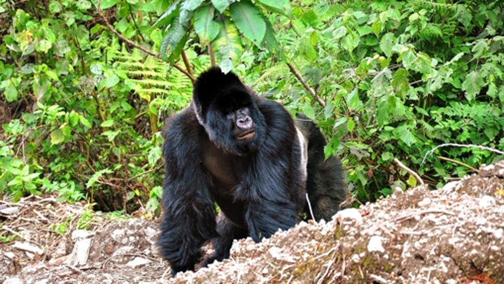  Der Tierarzt Jean Bosco Noheli aus Ruanda berichtet in der Wilhelma über seine gefährliche Arbeit mit Berggorillas. 