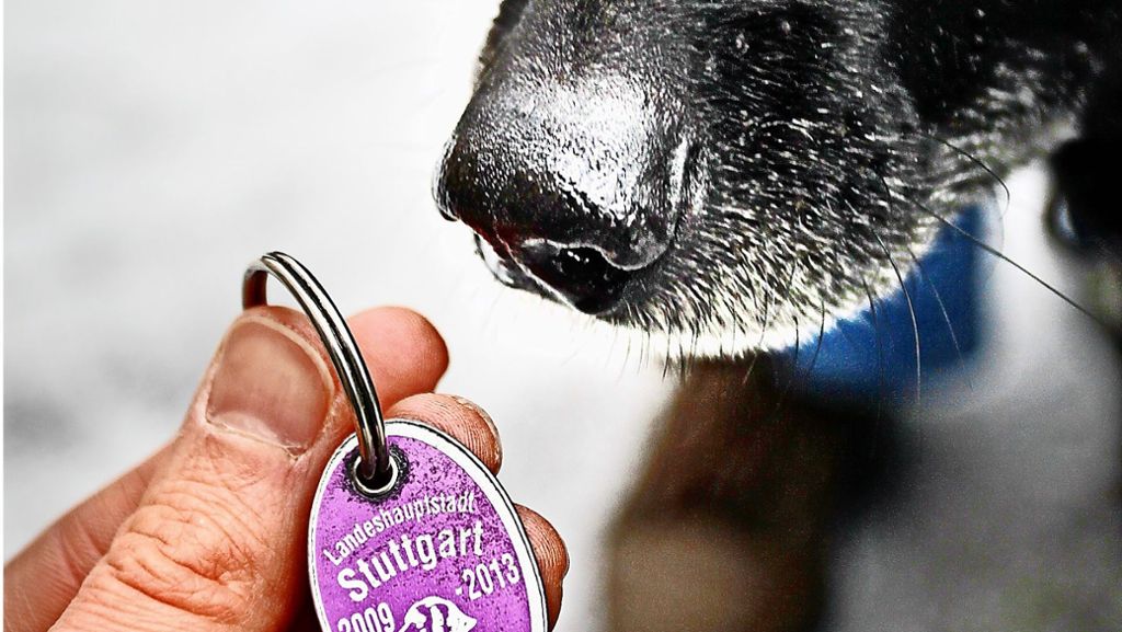 Entwischter Hund in Stuttgart-Degerloch: Steuermarke hilft nicht bei entlaufenen Tieren