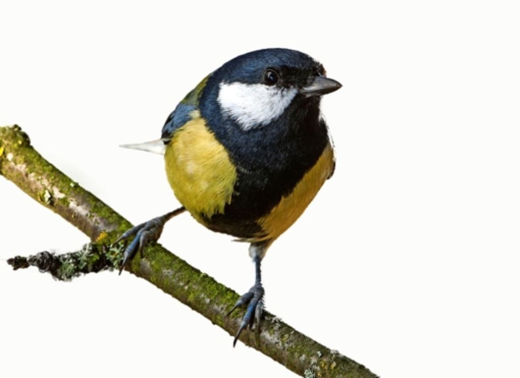 Für Singvögel könnte die Aufweichung gefährlich werden, befürchtet der Nabu. Foto: dpa