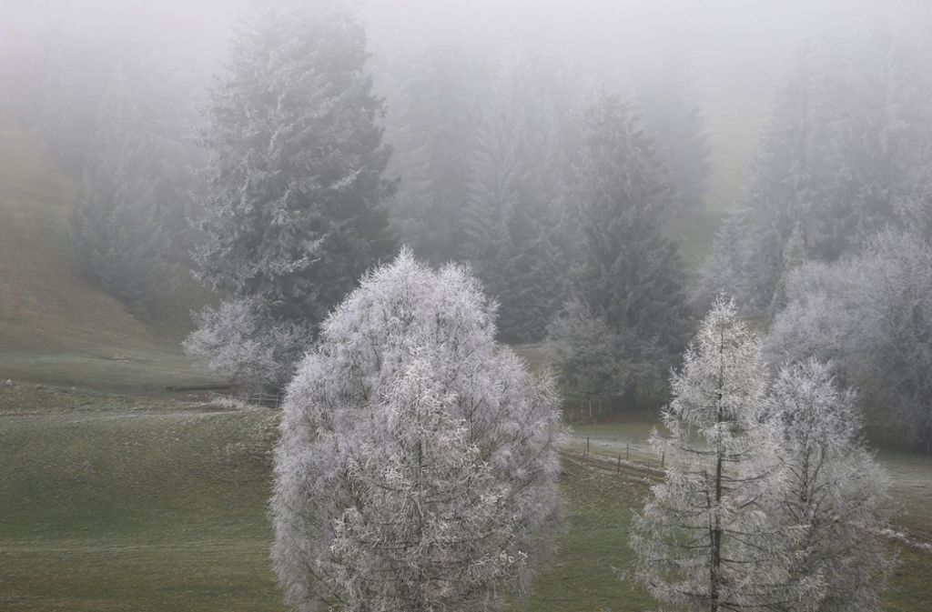 In Oy-Mittelberg in Bayern sind die im Nebel stehenden Bäume mit Raureif überzogen.