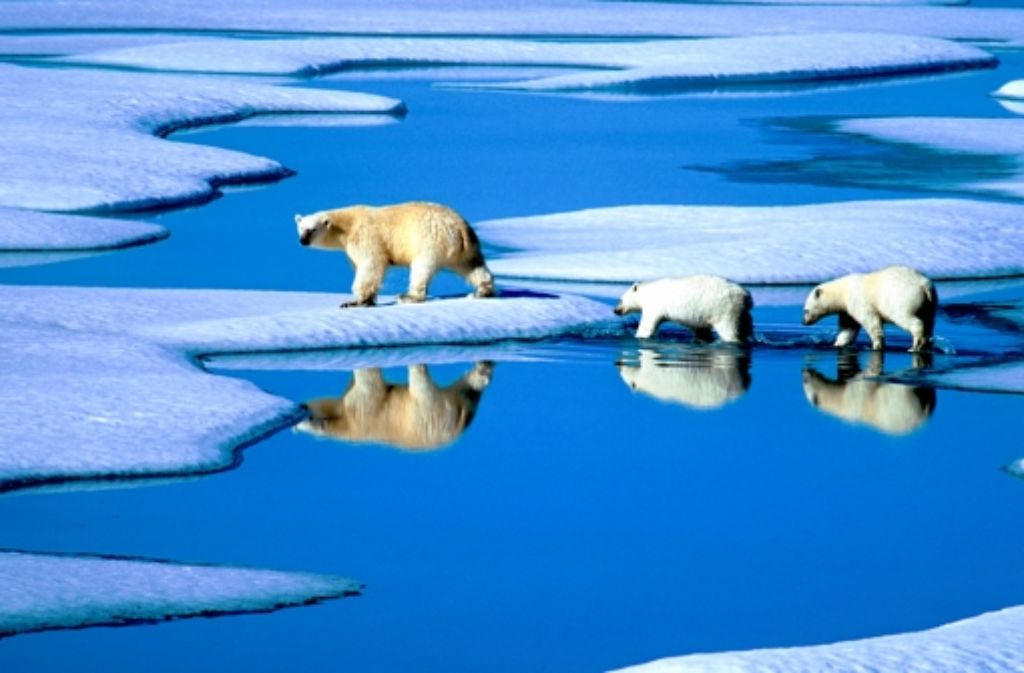 Sterben die Eisbären aus, weil das Eis schmilzt? Eine Frage für Nobelpreisträger! Foto: dpa