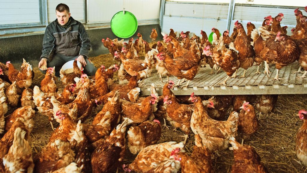  Die Vogelgrippe macht einigen Landwirten das wichtige Weihnachtsgeschäft kaputt. Viele Kunden wollen plötzlich keine Freilandeier mehr, sondern greifen auf Eier aus Bodenhaltung zurück. Die Bauern beklagen eine schlechte Aufklärung über das Virus – und fühlen sich im Stich gelassen. 