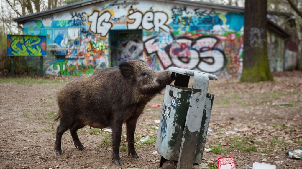 Berlin: Wilde Tiere im Großstadtdschungel