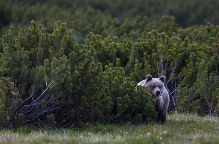 Slowakei: Braunbär verletzt Jogger auf Waldweg