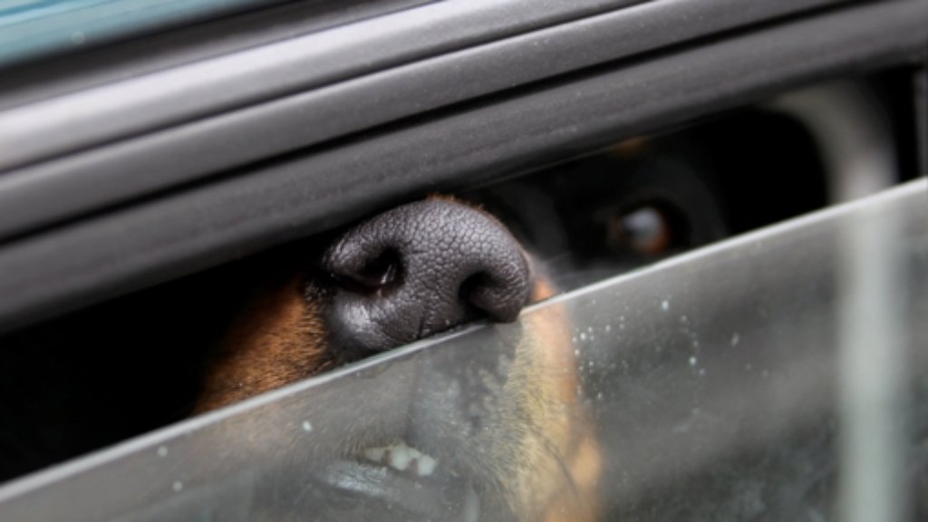 Gluthitze in Baden-Württemberg: Mann lässt seinen Hund im heißen Auto
