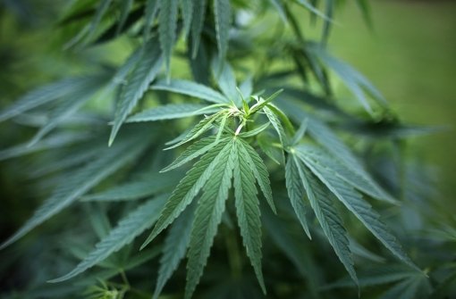 Cannabis soll in Italien jetzt in großem Stil angebaut werden – als Heilpflanze. Foto: dpa