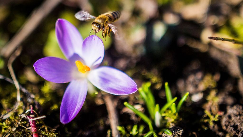 Bienen in der Stadt: Wildbienen suchen dringend ein Zuhause