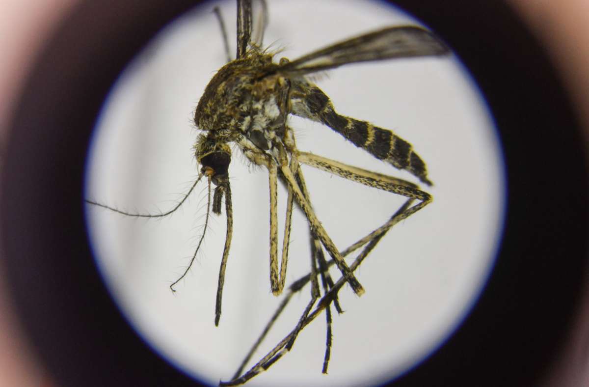 Eine präparierte, heimische Stechmücke der Art Aedes cantans ist unter einem Mikroskop im Leibniz-Zentrum für Agrarlandschaftsforschung (ZALF) zu sehen.