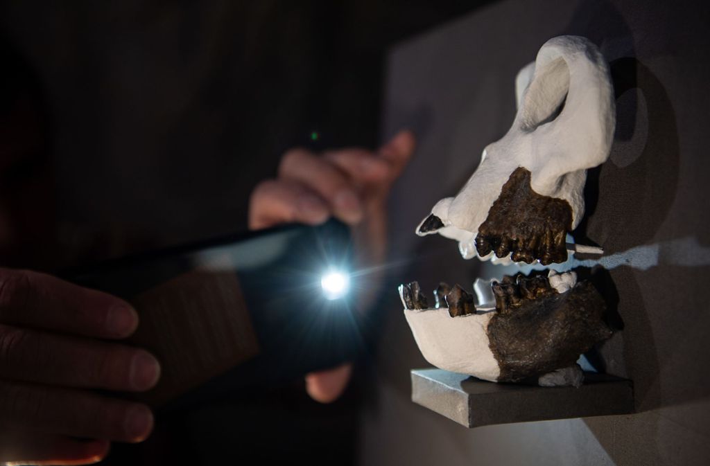 Ein Mann fotografiert die Rekonstruktion des Schädels von Danuvius guggenmosi. Der Schädel gehört zu einem Exemplar, das nach dem Musiker Udo Lindenberg benannt wurde.