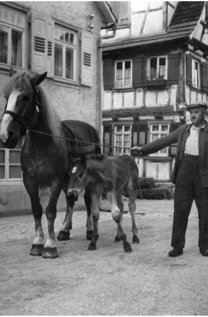 Nussdorfer Pferdezüchter vor dem Zweiten Weltkrieg