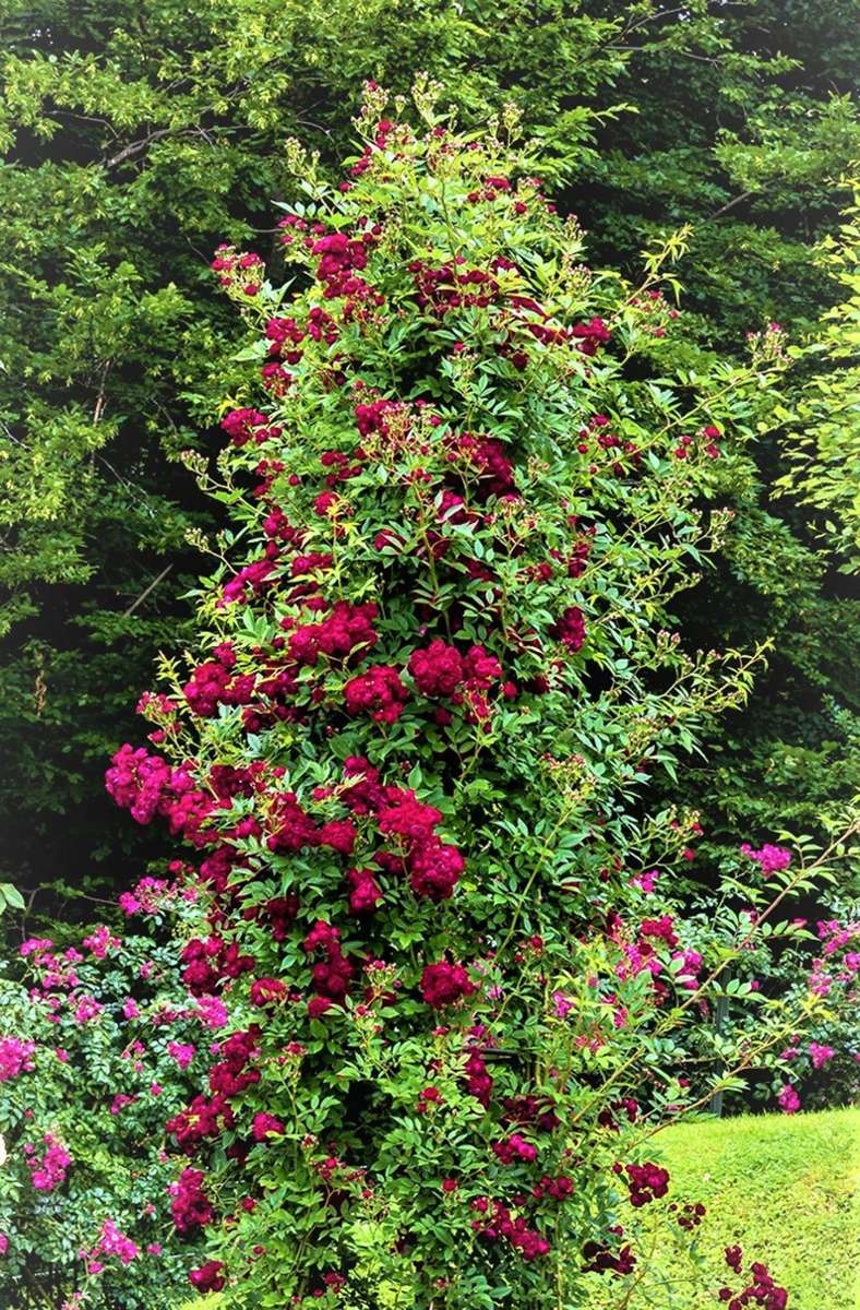 So präsentierte sich die Rambler-Rosenneuheit ´Perennial Red Domino´ im Juni 2020 bei der Prüfung in Baden-Baden: reich geschmückt mit dunkelroten Blütenbüscheln. Auch in Zweibrücken ist die Rose schon zu bewundern.