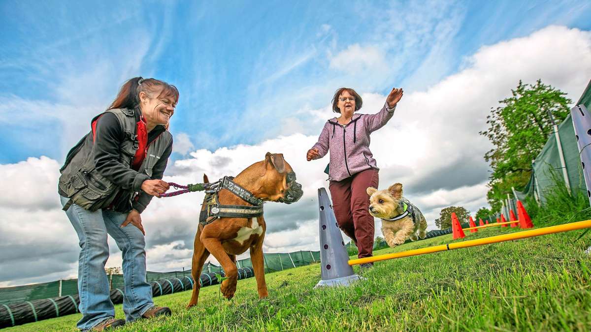 Vierbeiner im Kreis Esslingen: So viele Hunde und Steuereinnahmen wie nie zuvor