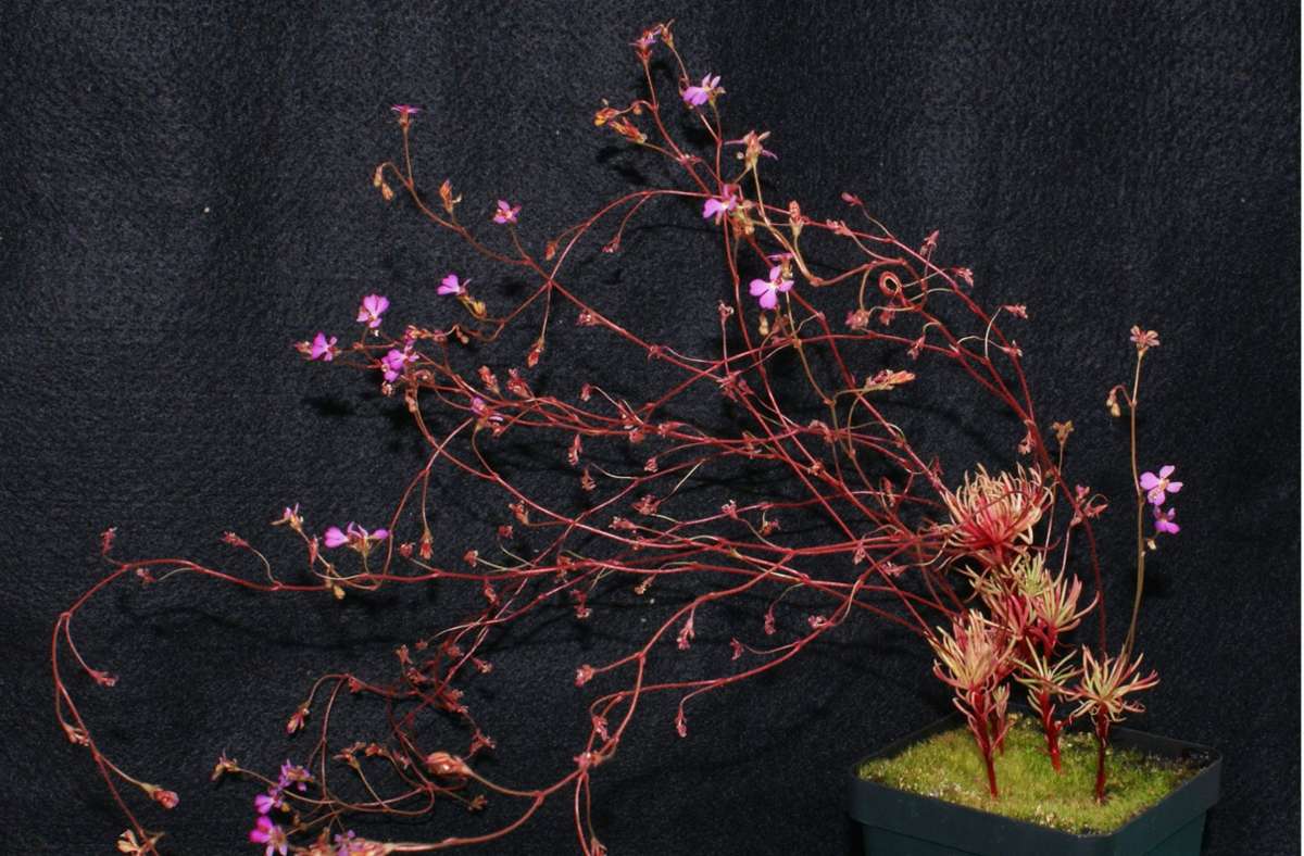 Schusspflanzen: Sie sind mit über 300 Arten die umfangreichste Gattung aus der Familie der Stylidiaceae. Die meisten Arten finden sich in Australien, wo sie die sechstgrößte Gattung der dortigen Flora stellen.