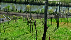 Weinbau in Esslingen: Hiesige Winzer behaupten sich
