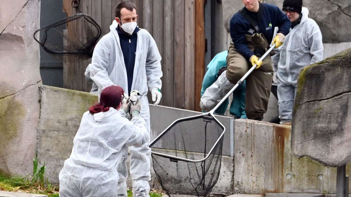 Geflügelpest: Weitere Vogelgrippe-Fälle im Karlsruher Zoo bestätigt