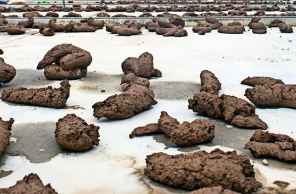 Aus 250 Kilogramm Ton, Erde und Lehm entstanden 1041 handgefertigte Kothaufen – jeder individuell und irgendwie doch alle gleich. Ausgelegt wurden sie am Killesberg.