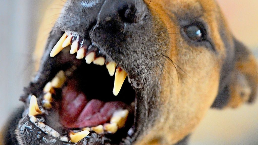 Nach Beißattacke in Herrenberg: Wie man sich Hunden gegenüber verhalten sollte