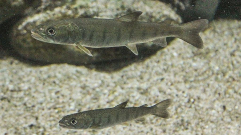 Tiere in Bad Cannstatt: Donaulachs ist Fisch des Jahres