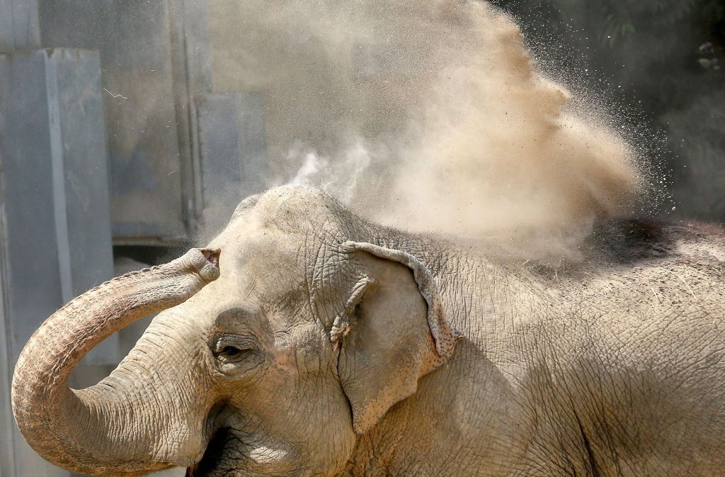 Eine indische Elefantendame im Krefelder Zoo nimmt eine Sanddusche: Die Dickhäuter schützen ihre empfindliche Haut auf diese Weise vor Sonnenbrand.