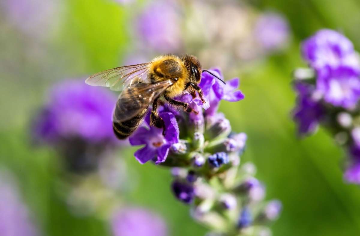 Bienen lieben alle Lavendel-Arten.