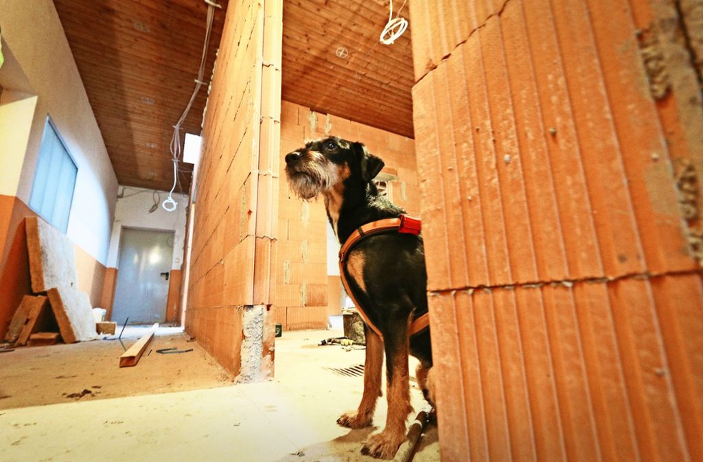 Hund Harley überwacht die Bauarbeiten an der neuen Hundetagesstätte „Hundekörbchen“. Er gehört der Tierheimleiterin Annette Lehmann. Foto: factum/Granville