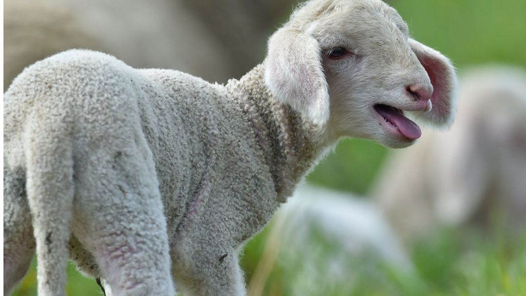 Breisgau-Hochschwarzwald: Unbekannte stehlen ein Lamm und quälen ein Schaf
