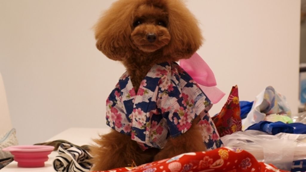Designermode für Tiere in Japan: Kleider machen Hunde
