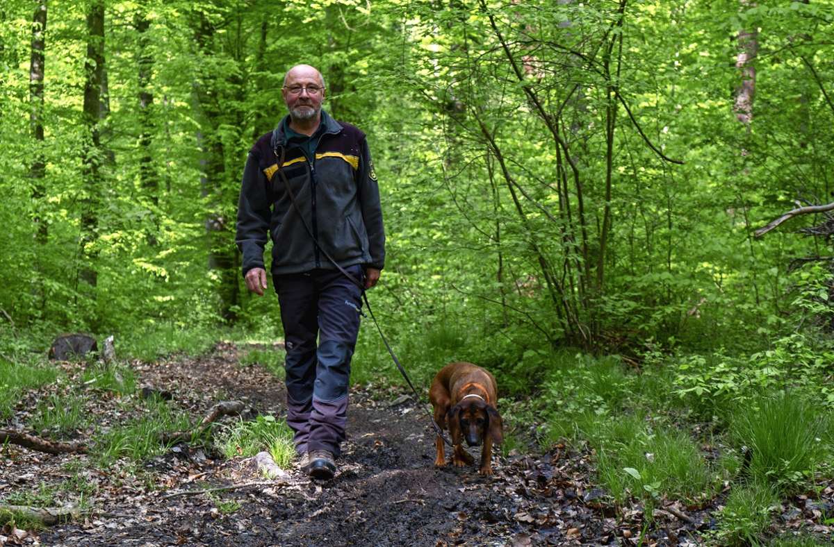 Förster Markus König wacht zusammen mit Hündin Kena im Wald bei Ohmden über den Schwarzwildbestand.