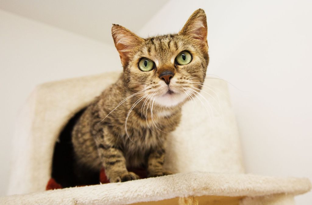 Ende Juli wurde diese getigerte Katze in einem Lichtschacht in Kirchheim entdeckt. Sie wartet im Tierheim darauf, von ihren Besitzern gefunden zu werden.