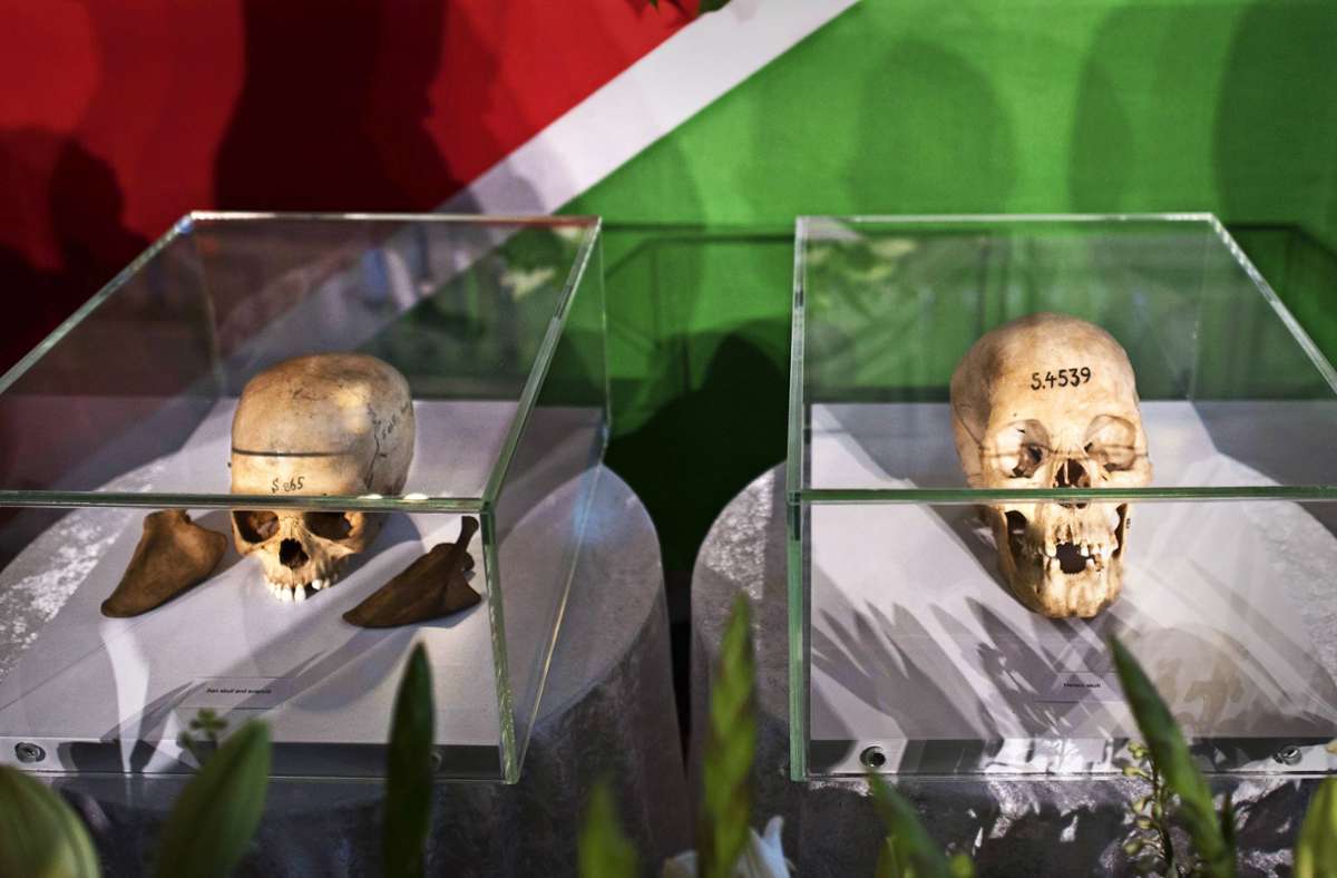 Zwei Schädel von Herero und Nama 2018 in Berlin vor ihrer Rückgabe an Namibia