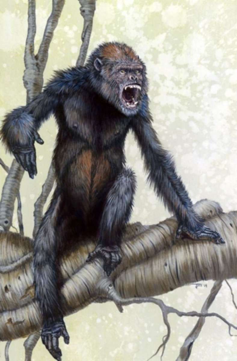 Die Darstellung zeigt einen Pierolapithecus catalaunicus. Forscher entdeckten 2004 Knochenreste dieses letzten gemeinsamen Vorfahren von großen Affen und dem Menschen – oder zumindest einen sehr nahen Verwandten dieses Ur-Ahns.