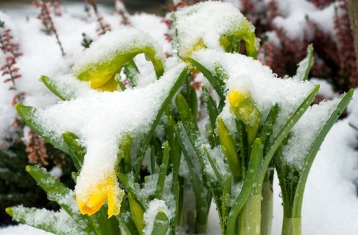 Manchmal hernieder aus der Höh, fällt auf die ersten Blüten Schnee... Foto: dpa