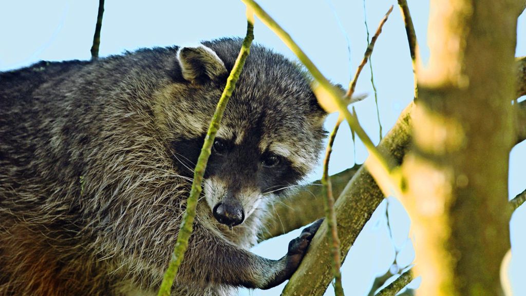 Waschbären im Rems-Murr-Kreis: Der putzige Plagegeist kommt
