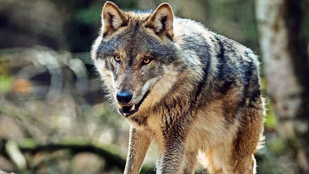  Seit der Jahrtausendwende leben wieder Wölfe in Deutschland, nun ist bei Korntal im Kreis Ludwigsburg ein Tier gesehen worden. Ein Restrisiko ist immer da, aber bisher ist es in den Wolfsgebieten noch nie zu einem Angriff auf Menschen gekommen. 