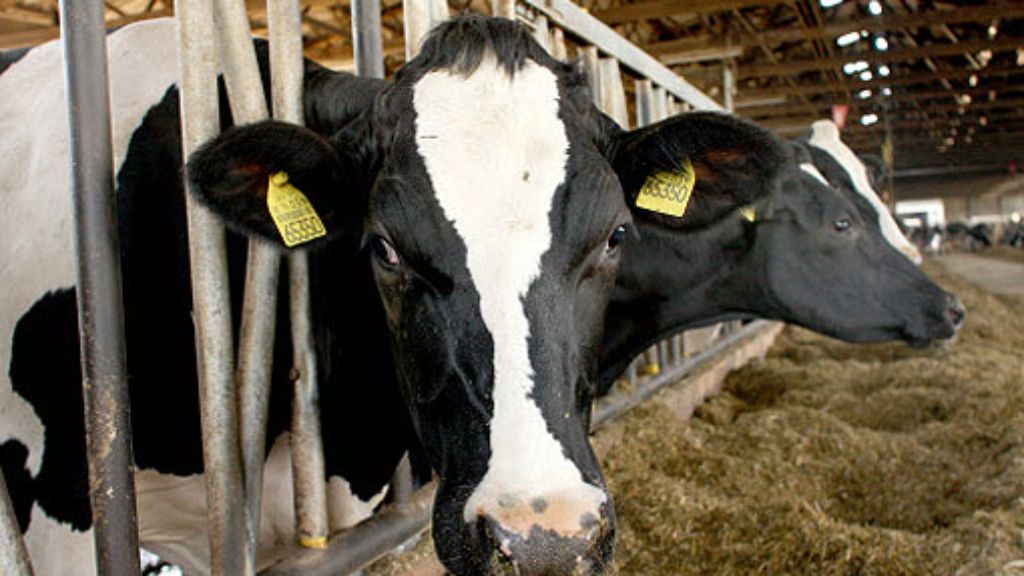 Köngen: Wild gewordene Kuh attackiert Landwirt