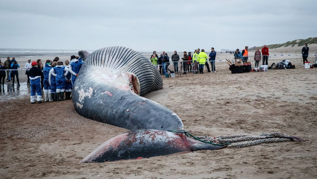  Finnwale sind die zweitgrößten Wale nach dem Blauwal. Der riesige Kadaver eines dieser Meeres-Giganten ist jetzt an die Nordseeküste gespült worden. Woran starb das Tier? 