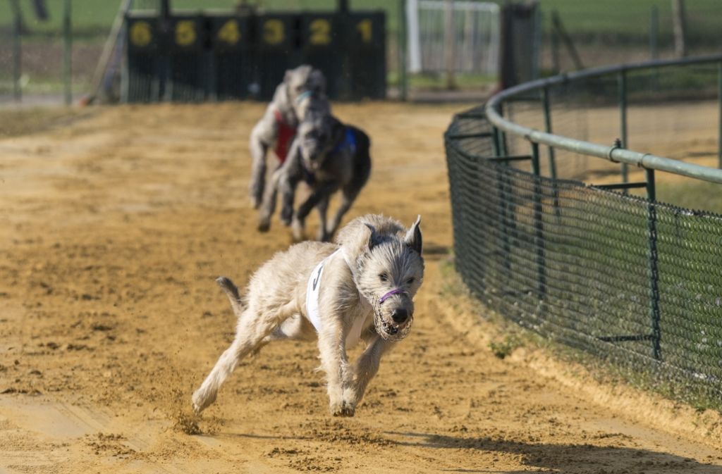 Die Irischen Wolfshunde gehören auch zu den Windhunden, sind aber aufgrund ihrer Masse nicht so schnell.