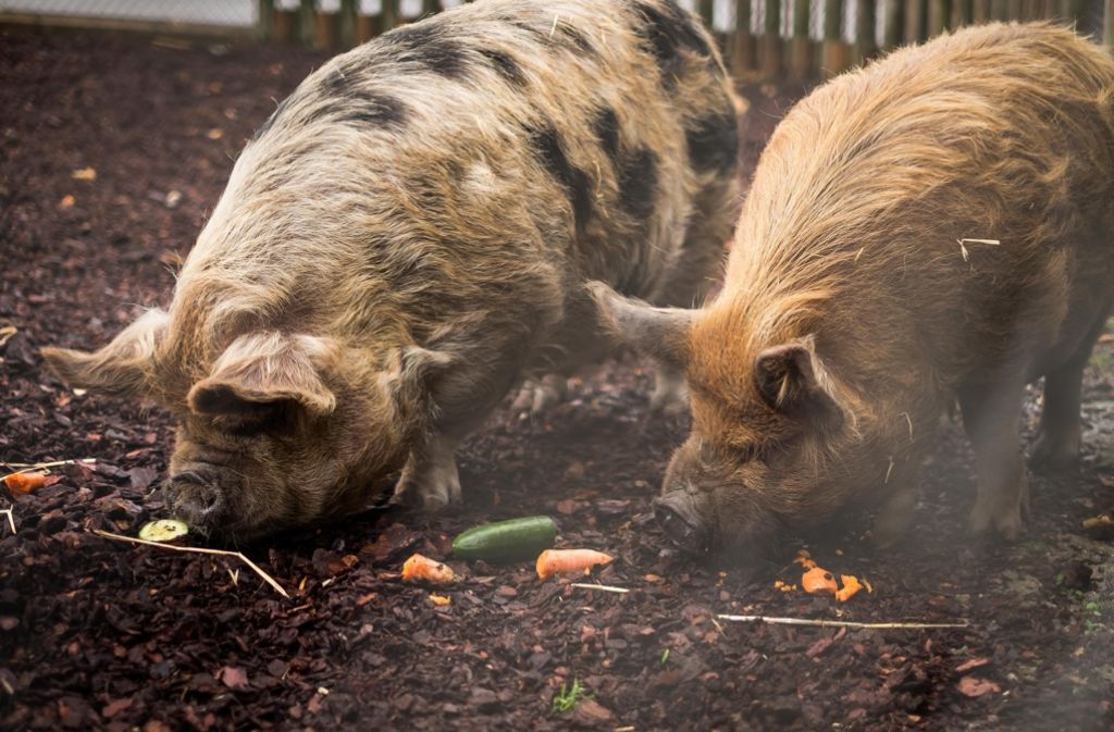 6.55 Uhr – Bei den Kune Kune achtet die Wilhelma auf die Linie. Weil die Schweine zur Dicklichkeit neigen, gibt es viel Gemüse zu futtern.