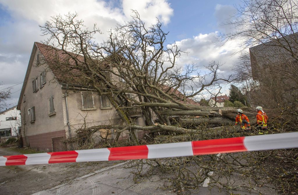 In Maubach in der Salzburger Straße ist ein hunderte Jahre alter Kastanienbaum auf ein unbewohntes Haus gestürzt und hat es schwer beschädigt.