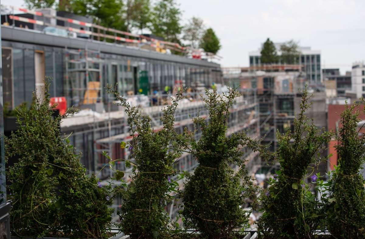 Auch 40 Bäume sind im Rahmendes Projekts gepflanzt worden – auf dem Dach, den Dachterrassen und auf dem Platz an der Calwer Passage.